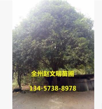 产地货源 嫁接桂花树 高30cm-200cm 常绿性黄色系自产自销图2