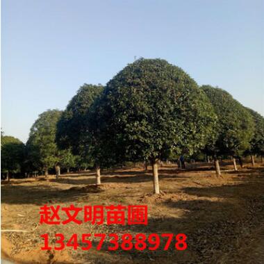 苗木基地直销精品桂花树 桂林全州八月金桂 广西四季桂批发图3