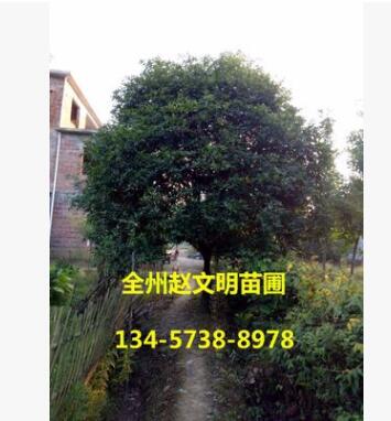 苗木基地直销精品桂花树 桂林全州八月金桂 广西四季桂批发图2