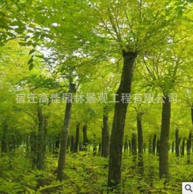 金枝槐批发 黄金槐 黄槐 槐树 金枝国槐 绿化工程图3