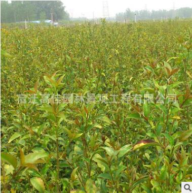 批发速生大叶女贞子树苗 女贞 苗 规格全 工程 苗木2 3 4公分图3