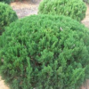供应小龙柏 小龙柏球 各规格龙柏球 龙柏条 看货定苗 苗圃栽植等