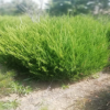 基地现货批发大量龙柏球成活率高龙柏球小苗好管理风景绿化工程