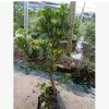 罗汉松小型盆景树， 专业培育批发种苗园林装饰植物摆件