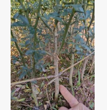 积橙果苗，可直接用于绿化 专业培育批发种苗园林装饰植物摆件