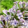发紫白粉蓝丁香花苗 庭院/盆栽 可开花植物丁香花树苗 浓香花卉