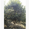 枇杷树 白沙大果型新品种 大五星枇杷树 南北种植