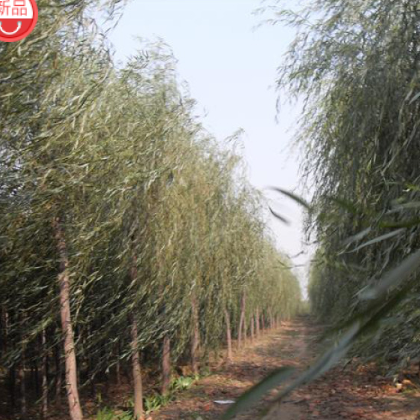 山阳县峰发苗木种植垂柳