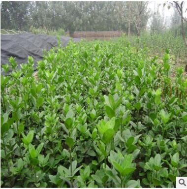 长期销售北海道黄杨 四级长青北海道黄杨量大优惠 北海道黄杨图2