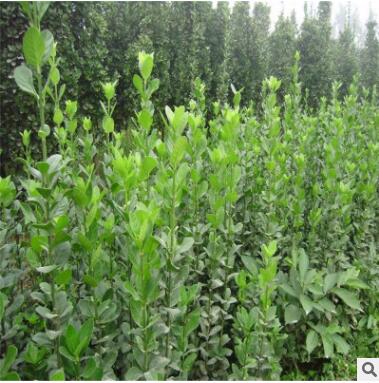 长期销售北海道黄杨 四级长青北海道黄杨量大优惠 北海道黄杨图3