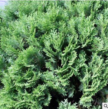 龙柏苗基地出售 当年小苗嫁接苗价格低品质好现挖现卖图3