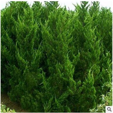 龙柏苗基地出售 当年小苗嫁接苗价格低品质好现挖现卖图2