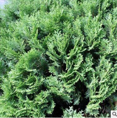 基地批发龙柏 嫁接龙柏园林绿化四季常青价格优惠 龙柏图3