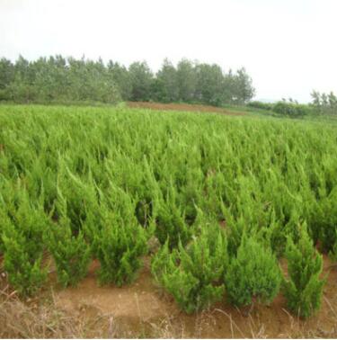 基地批发龙柏 嫁接龙柏园林绿化四季常青价格优惠 龙柏图2