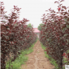 红叶李 紫叶李 1-10公分规格齐全 土球好冠幅好精品 绿化工程