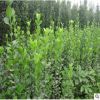 长期批发北海道黄杨树苗 根系发达易栽培易管理绿化庭院绿化苗
