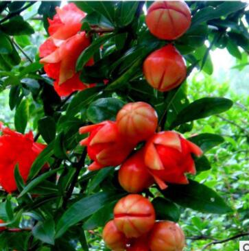 批发软籽石榴 基地现挖新鲜发货量大优惠品种多样石榴树图2