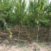 批发软籽石榴 基地现挖新鲜发货量大优惠品种多样石榴树
