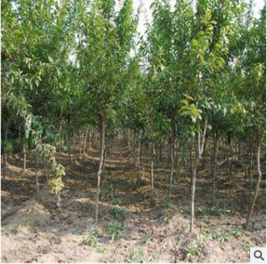 批发软籽石榴 基地现挖新鲜发货量大优惠品种多样石榴树图3