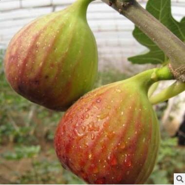 优质波姬红无花果树 波姬红无花果树批发价格 无花果基地图3