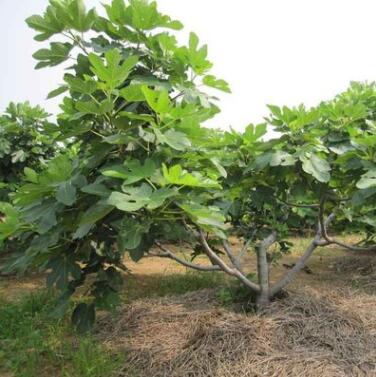 优质波姬红无花果树 波姬红无花果树批发价格 无花果基地图2