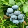 果树苗基地批发优质兔眼蓝莓苗 盆栽地载蓝莓果树苗 当年结果蓝莓