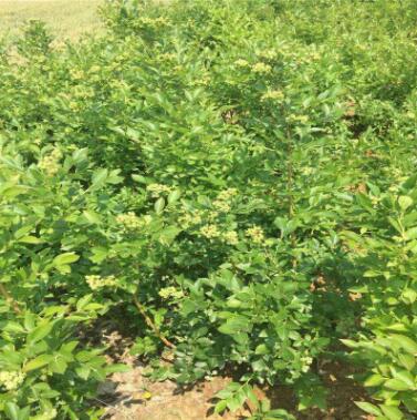 果树苗基地批发优质兔眼蓝莓苗 盆栽地载蓝莓果树苗 当年结果蓝莓图2