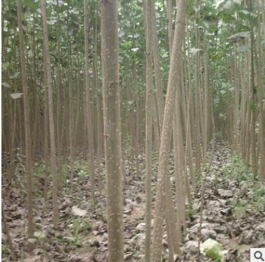 长期供应速生杨树苗 现货销售优质速生杨树苗 园林绿化速生杨树苗图2