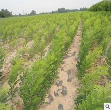 绿化园林树速生国槐苗木基地直供 成活率好规格多样图2