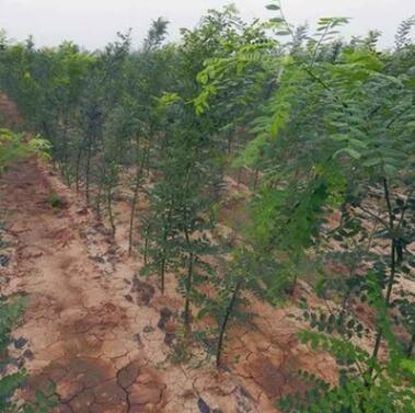 绿化园林树速生国槐苗木基地直供 成活率好规格多样图3