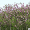 香花槐树苗批发庭院观花植物紫花槐树苗 刺槐绿化苗木