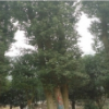 湖南益阳香泡￥湖南益阳大栾树￥湖南益阳桂花树价格