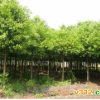 苗圃直销香樟价格 香樟树农户价格,全冠香樟树苗价格