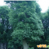 益阳大规格香樟树