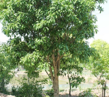 苗地直销独杆独本桂花树 高3.5~4米 价格面议 园林绿化工程苗木