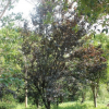 苗地直销紫叶李 实地拍摄 价格面议 园林园林绿化苗木