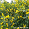 湿地公园、市政绿化常用矮乔木黄花槐