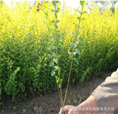 常绿金叶女贞苗基地供应 各种优质园林绿化苗木图3