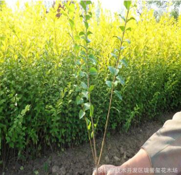 常绿金叶女贞苗基地供应 各种优质园林绿化苗木图2