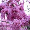 紫荆种子 当年新采洋紫荆 满条红 批发巨紫荆种子裸枝树花苗紫珠