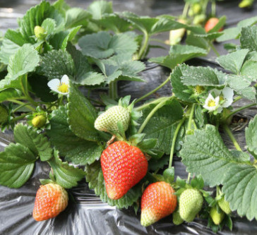 红颜草莓苗四季草莓苗奶油草莓苗庭院阳台果树苗盆栽草莓当年结果