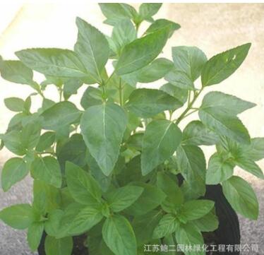 食用柠檬香水薄荷盆栽 柠檬香水薄荷 清爽甜香 柠檬香水薄荷图3