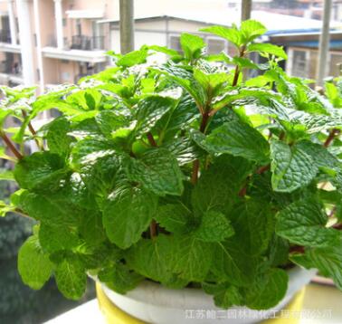 食用柠檬香水薄荷盆栽 柠檬香水薄荷 清爽甜香 柠檬香水薄荷图2