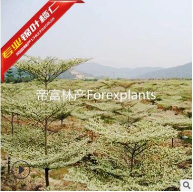 2019首发3分4分锦叶榄仁 花叶榄仁图3