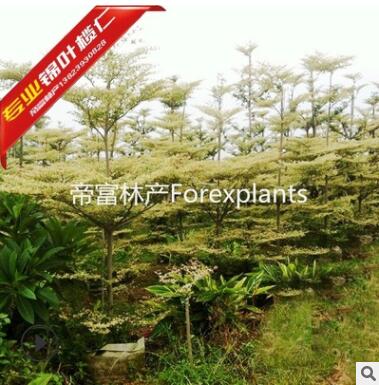 2019首发3分4分锦叶榄仁 花叶榄仁图2