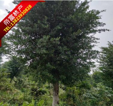 清场A货小叶榕 20分 25分 30分 35分 40分原地定根苗图3