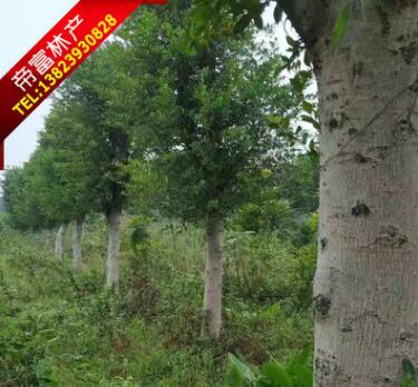 清场A货小叶榕 20分 25分 30分 35分 40分原地定根苗图2