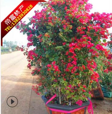 三角梅供应三角梅批发图3