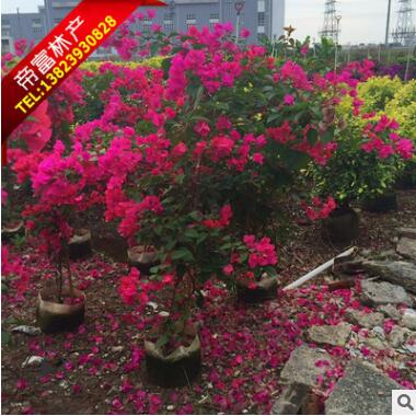 三角梅供应三角梅批发图2