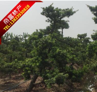 自家花场14-18分造型罗汉松图3